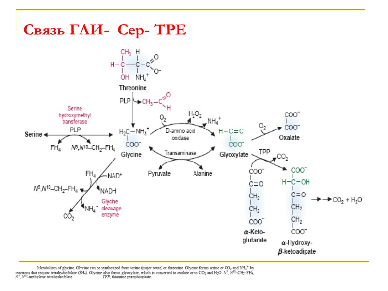 Связь ГЛИ-  Сер- ТРЕ